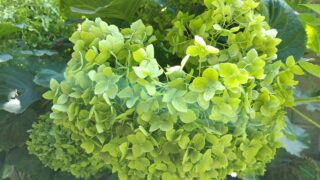 目にやさしい暮らし